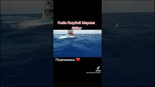 Рыба Голубой Марлин 635кг #shorts #fishing #рыбалка #fish #карась #рыба #рек #рекомендации #tiktok