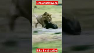 Lion 🦁🦁 attacks hyena #youtube #animallover #lion