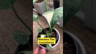 #thaiconstellation #monstera #houseplantslover #plantcollection #plants #plantcare