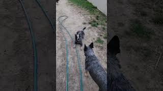 Play With Us Sully! #blueheeler #dog  #australiancattledog