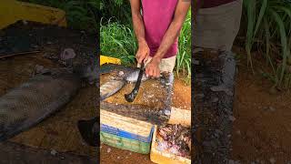 Did You See This Fish Before? Korali Fish Fast Cutting Skills Fresly Fish Market #shorts