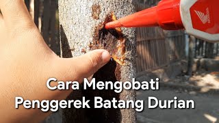 Cara Mengobati Batang Durian