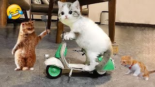 Funny Dog And Cat Videos 🐈😘🐕 - Best Funny Animal Videos 2023 🤣 Part 2