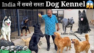 Low Rates Puppies Kennel ||Cheap rates of Dogs in 2024 #Pet #puppies