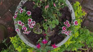 Plant a cottage garden planter