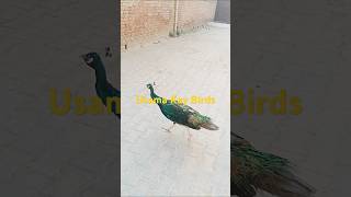 Usama Kay Birds 52 ##peacock #beautybirds #goldenmisrihenfarminginpakistan #hensfarm