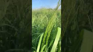 Walking Through 5 Upland Switchgrass Varieties in August