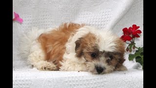 Shichon Puppies for Sale