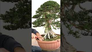 Taxus Bonsai repotting #bonsai #japanesebonsai #shorts