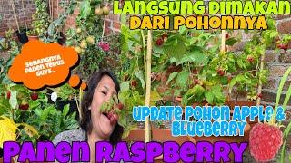 PANEN RASPBERRY JUMBO LANGSUNG DIMAKAN DARI POHON NYA DI KEBUN SENDIRI | UPDATE POHON APEL BLUEBERRY