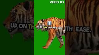 Why Tiger is King of Jungle ? The Untold Secrets of the Tiger!