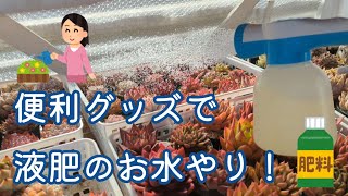 便利グッズで液肥のお水やり！