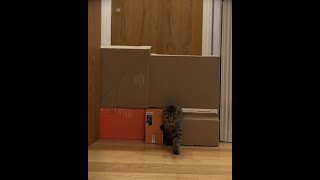 Kitten SQUEEZES through *EXTREMLY😱*small gap! Cat challenge! #catgame #catgames #catchallenge #cat