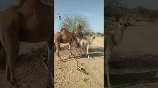 Cute Baby Camel #shorts #viral #shotts 🐫🐫