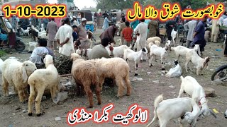 Lalukhet Bakra Mandi Latest Update | 1 October 2023 | Karachi Bakra Mandi | Bakra Mandi 2023 |