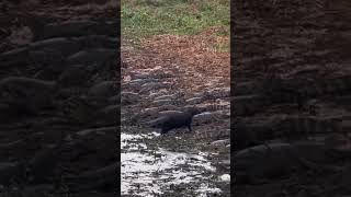 Capivara caminhando tranquilamente em meio a jacarés no pantanal 😱 #suspense #natureza #Shorts