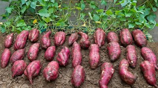 You can plant sweet potatoes anywhere, the tubers will be big and sweet