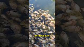 NGERI❗RATUSAN IKAN MATI KARNA FAKTOR ALAM❗❗#shortsvideo #shorts #factshorts #kakjeff