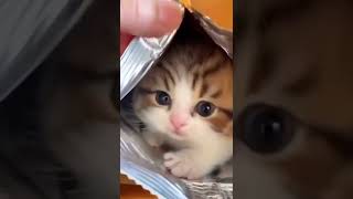 Baby Cats   Cute and Funny Cat Videos #cat#tiktok#shorts 18