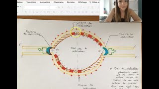 LA REPLICATION DE L'ADN (procaryote)