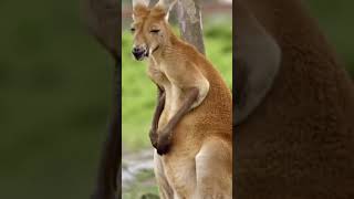 #Wallaby #Red kangaroo #Antilopine kangaroo #Nabarlek