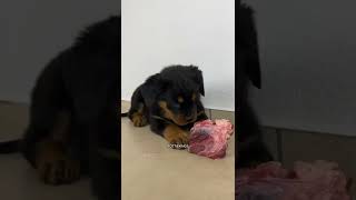 THE CUTE DOG EATING FOOD MOMENT #short #cutedog #dog #tiktokt #funny #moment