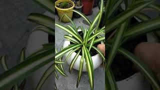 #Spider plant#Youtube Shorts videos#shorts