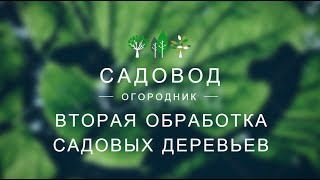 Вторая обработка садовых деревьев