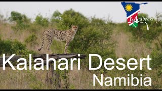 Why visit the Kalahari Desert in Namibia