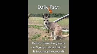 Kangaroos can't jump unless?  #animals #facts