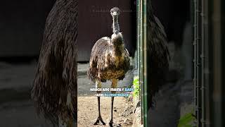 Emu | Second Largest Living Bird #shorts