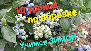 10 уроков по обрезке голубики!!! УЧИМСЯ ЗИМОЙ