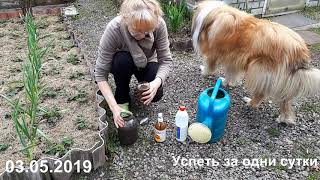 03.05.2019 ТРЕТЬЯ ПОДКОРМКА КЛУБНИКИ(ВСЕ ПРЕПАРАТЫ ЛЕГКО ДОСТУПНЫ).