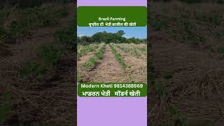 Brazil Farming | ਬ੍ਰਾਜ਼ੀਲ ਦੀ ਖੇਤੀ | ब्राजील की खेती | Modern Kheti