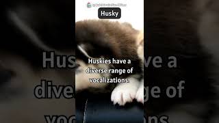 Husky Harmony: The Art of Canine Communication 🐾🗣️