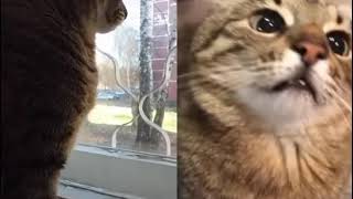 САМЫЕ ЛУЧШИЕ ❤️СМЕШНЫЕ КОТЫ   в #тикток funny cats tik Tok #степа котики 😻😻