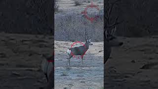 Frozen By Bullet #muledeer #deerhunting #शिकार #caceria #hindi #shorts #viral #scopecam #viral