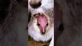 Kangaroo give baby birth #kangaroo #animals #shorts