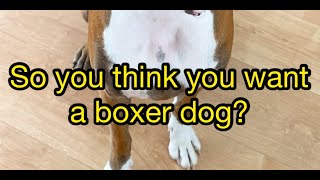 So you think you want a boxer dog?