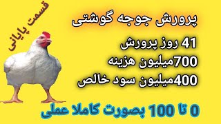 سود یک دوره جوجه گوشتی , قسمت پایانی  جوجه گوشتی , پرورش مرغ گوشتی در خانه صفر تا صد  قسمت یازدهم