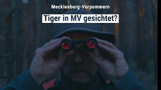 Tiger in Mecklenburg-Vorpommern gesichtet? Wir gingen der Spur nach und entdeckten Unerwartetes.