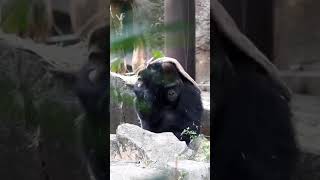 Adorable Gorilla Dries His Head with a Towel: Watch This Cute Video!