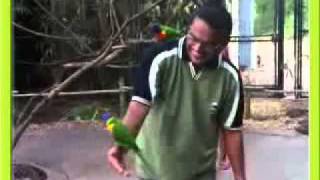 Lorikeet Landing at Nashville Zoo