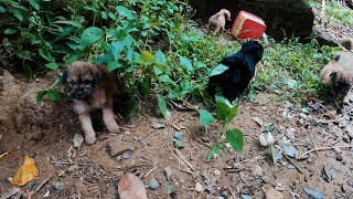 Cute philippine puppies playing 4K HDR gopro hero 8 black video 2024