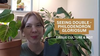 Seeing Double - Philodendron Gloriosum Tissue Culture & Not!