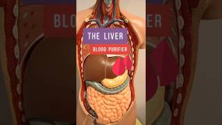 Benefits of a Healthy Liver #nursing #biology #health