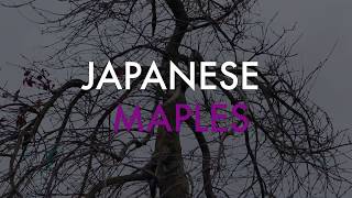 Japanese Maples