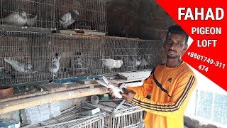 FAHAD PIGEON LOFT | pigeon videos | Pigeon Market in Bangladesh | Pigeons Market.net