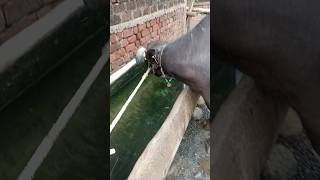 #cow  #farming ll #funny ll #banni  ll #shortvideo  ll..ll।   #viralvideo #youtubeshorts