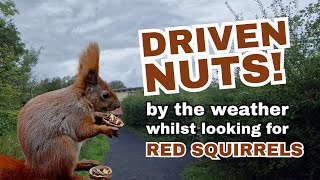 Red Squirrel Watching Goes Wrong| Rained off at Hauxley (Northumberland Wildlife Trust)